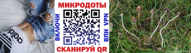 Псилоцибиновые грибы Psilocybine cubensis  Купить закладки  Обь 